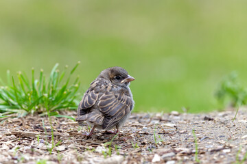 Obraz premium Hausspatzjungvogel am Boden