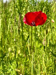 Poppy fields. Wild spring flowers between tall long green grass. A seasonal vivid red poppy bloom swaying in the wind on a sunny sunshine day. Blue sky and fluffy clouds on the horizon. Summer season