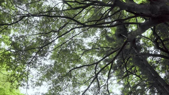 木立ちから太陽の日差しが漏れる光景
