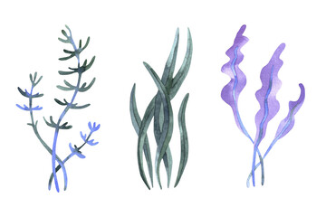 Set of watercolor seaweed. Watercolor algae hand drawn illustration, isolated on white background