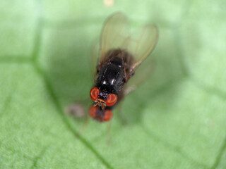 Macro Photo of Black Blowfly on Green Leaf
