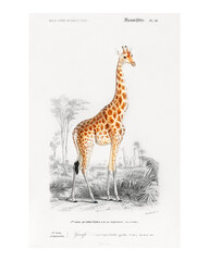 Standing giraffe vintage illustration wall art print and poster design remix from original artwork. © Rawpixel.com