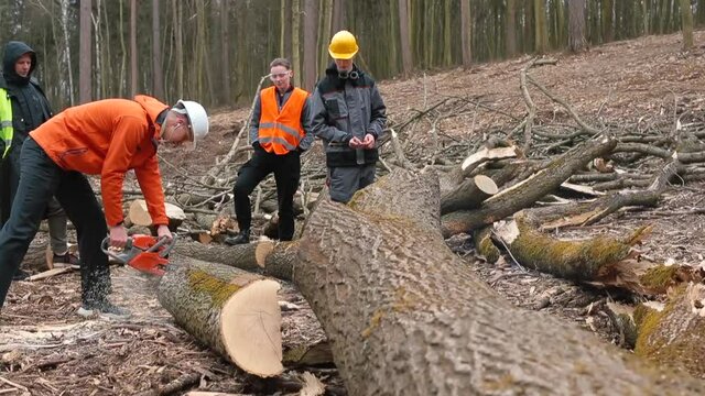 A man lumberjack uses a chainsaw to cut wood. Preparation of barrels for transportation. Portrait of a professional logging worker.