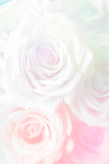 Fototapeta na wymiar Pink rose patterned background