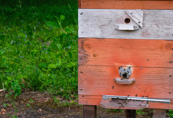  Wooden handmade hive with entrances for bees. Metal regulators and latches. Blurred bee movement.