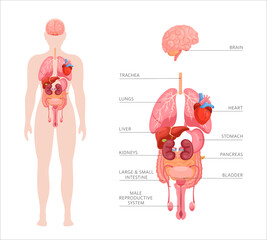 Human body internal organs. Vector anatomy infographic of structure of human organs. Icon set of brain, heart, stomach, kidneys, liver, lungs, intestines, bladder. Educational banner of male body