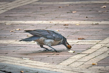 crow with a chestnut