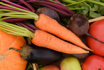 carrots,  beets, zucchini, eggplant, tomato, pumpkin,  ripe fresh vegetables