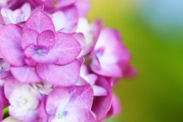 Fototapeta na wymiar ピンク色のブーケのような花を咲かせる紫陽花の花