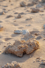 Dead coral on sand. natural background fragments of a dead coral reef scattered on the beach. close-up. natural colors.