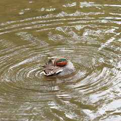 Anas crecca | Eurasian teal or Eurasian green-winged teal. Couple drake with nuptial plumage and...