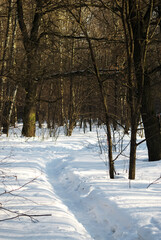 shadows from trees in the park