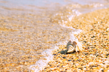 Conch shell on beach with waves. Summer background with copy space for text
