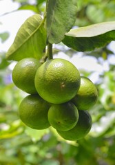 green lime on tree