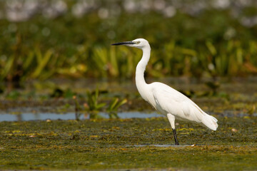 The little egret, egretta garzetta, standing in a shallow water with green vegetation floating on a surface in wetland. White heron in a swamp of Danube delta, Romania. Animal wildlife in natural