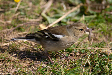 a female Chaffinch (Fringilla coelebs) finding a worm with a natural green grass background