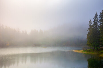 Fototapeta premium foggy morning scenery on the lake. beautiful nature of synevyr national park in autumn. fir forest on the shore reflecting in the water