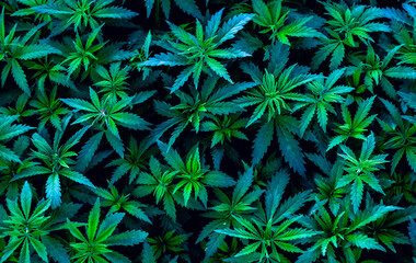 Young plants Cannabis indica and Cannabis sativa, on a plant pattern on a black background.