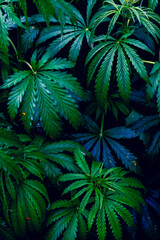 Young plants Cannabis indica and Cannabis sativa, on a plant pattern on a black background.