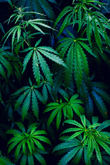 Naklejka na ściany i meble Young plants Cannabis indica and Cannabis sativa, on a plant pattern on a black background.