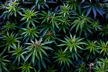 Young plants Cannabis indica and Cannabis sativa, on a plant pattern on a black background.