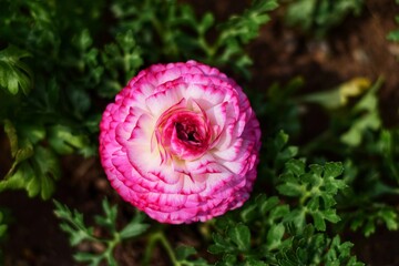 pink flower in the garden
