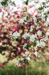 spring, nature, flower, blossom, blooming, background, plant, floral, garden, branch, bloom, beautiful, beauty, green, petal, natural, season