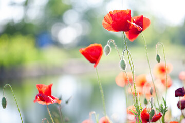 Fototapeta na wymiar Field flowers Red poppy and daisies flower among green grass on a Sunny day. High quality photo