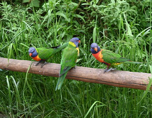 Loris im Vogelpark Marlow
