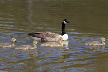 Naklejka na ściany i meble a mother and goslings of Canada goose (Branta canadensis) swimming in a line