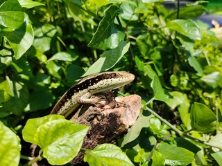 lizard in the tree