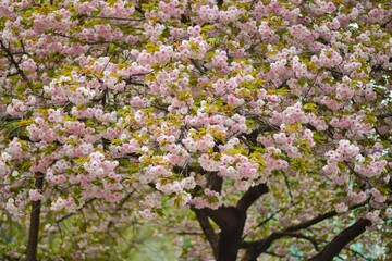 blooming cherry tree