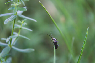 beetle in the grass