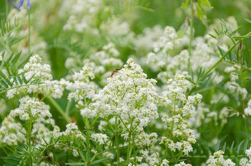 white flowers on a summer field