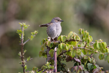 a single Dunnock (Prunella modularis) stretching at the top of a tree with new buds and a natural green background