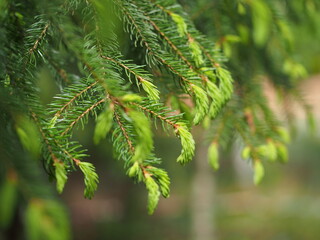 bourgeons de sapin, gros plan au printemps, vert, flou artistique, macrp