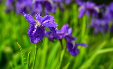 blue iris flower