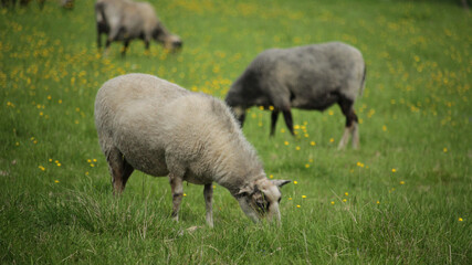 A flock of sheep grazing in a field