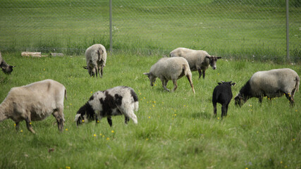 Naklejka na ściany i meble A flock of sheep grazing in a field