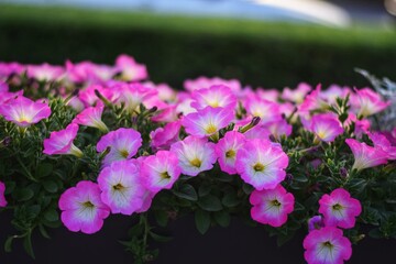 pink flowers in the garden