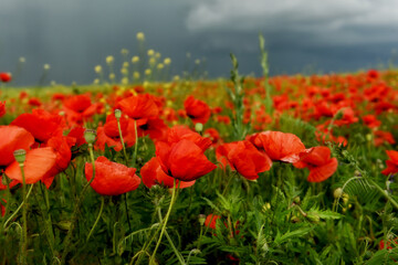 Red flowers poppies in the field and stormy sky.
