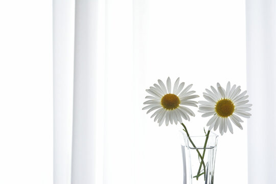 マーガレット Images Browse 4 598 Stock Photos Vectors And Video Adobe Stock