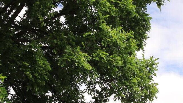 風に揺れる大木の葉