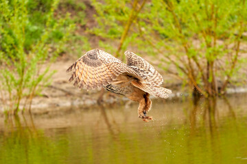 Wild Eagle Owl, the bird of prey has the prey in the paws over a lake. Water drops fall down. Grass in the background