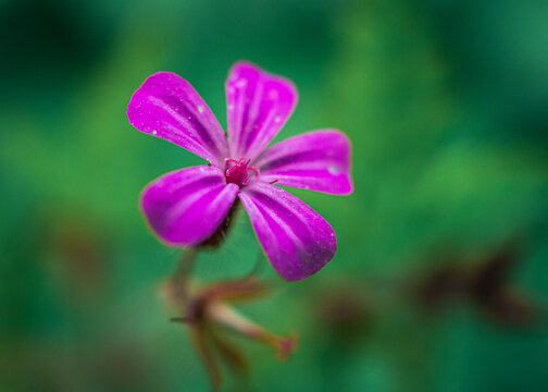 delikatny fioletowy kwiatek na rozmytym zielonym tle