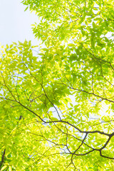 Fototapeta na wymiar 木漏れ日と新緑の木の葉