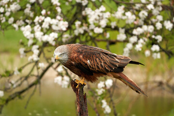 Red kite, sits on a stump in front of a fruit tree with white blossom. A lake in the background. Bird of prey portrait