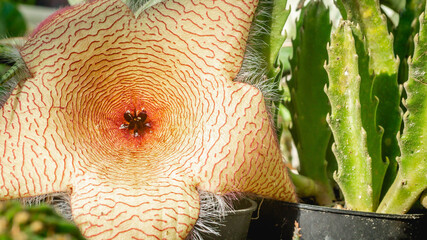 Beautiful flower of Stapelia gigantea. Star-shaped cactus flower with strong odor that attract flies that help pollination