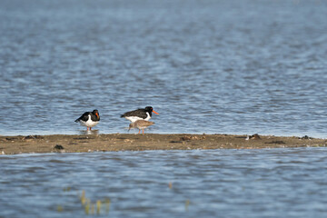 Two oystercatchers and a little redshank on a sandbank in the water