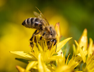 pszczoła zbiera nektar z kwiatów - obrazy, fototapety, plakaty